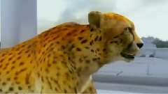 Най-бързият човек на света Юсеин Болт срещу гепард