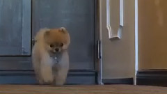 Най-бързото куче,което ходи на две лапи - Световен рекорд (видео)