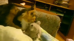 Хоккей России и мира