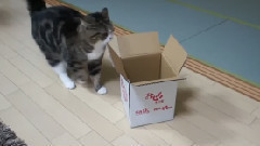 猫と箱～カルトナージュさん