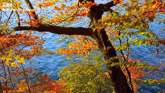 Nikko Autumn leaves 秋の日光