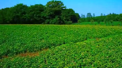 十勝ヒルズ 北海道ガーデン街道