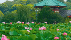 TOKYO JAPAN Lotus Flowers in Tokyo