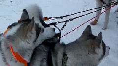 Сибирский хаски _ Википедия