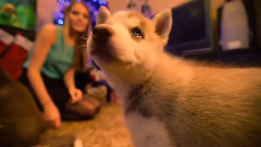 Новогоднее настроениеслучшими друзьями человека