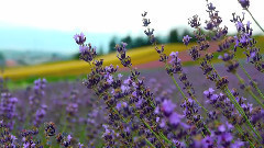 Lavender Gardens in Furano