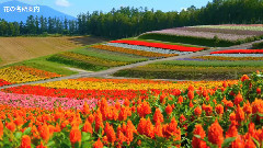 瑛・四季彩の丘 北海道