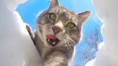 The Selfie Taking Cat