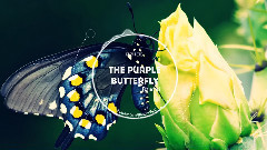 The Purple Butterfly