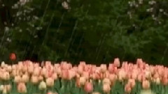 Тихият пролетен дъжд - по Николай Лилиев (Slideshow)