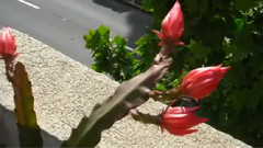EPIPHYLLUM SPRING 2007昙花的飞跃