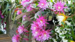 Epiphyllum 2013 May 09 昙花