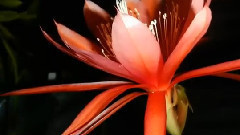 EPIPHYLLUM 昙花