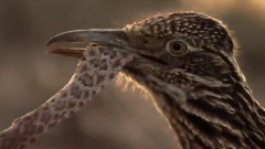 Змия срещу кукувица!