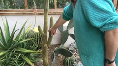 Winterbourne Botanic Garden Arid House Tour温特伯恩植物园