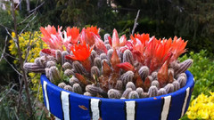 Cactus Y Suculentas,Bellas Plantas
