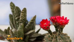 VIVERO ALEGRÍA - Cactus仙人掌