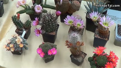 Kakteenschau In Cottbus 2013