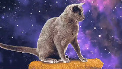 Spacecats