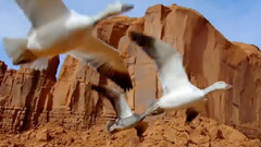 Wings to Paradise 2 翅膀天堂2