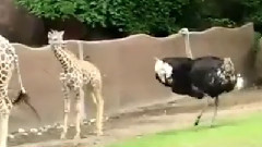 Страус Vs Жираф