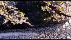 Caressed By The Wind