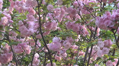 樱花树下