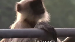 影视原声 - 电影<大唐玄奘>制作特辑之天竺趣闻