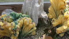 Densum Succulent plant