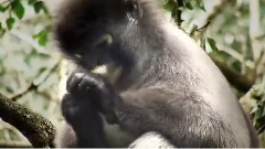 Orangutans Assistant