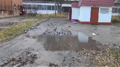 Наблюдение за голубями