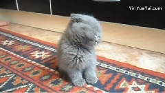 Котёнокустал