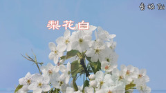 梨花白