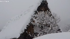 Star Of The County Down