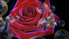 Happy Birthday Dear Angel Lory