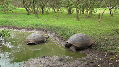 厄瓜多尔的加拉帕戈斯群岛