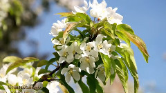 Spring At University Of Washington