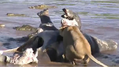 Cigueña Cocodrilos Por Comida