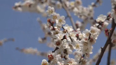 The Lass Of Glenshee