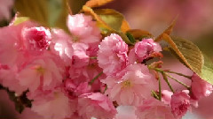 春天的花朵在华盛顿大学