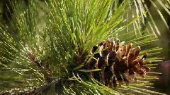 瀑布溪温思罗普