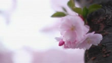 春天
