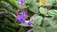 Lacrimi pentru Diana