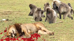 狮子和狒狒真正的战斗__狮子攻击狒狒2016