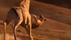 当猎物反击__神奇的水牛,长颈鹿,野猪和可怜的狮子,鳄鱼,鬣狗