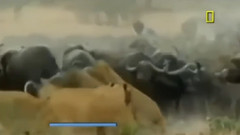 野牛杀死狮子 鳄鱼vs水牛鳄鱼和河马