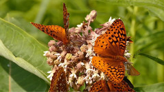 加拿大安大略省野生动物