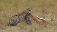 Leopard Silent Attack Over Cheetah, Wild Dogs, Gazelle, and Impala Wild Animals Fight To The Death