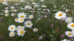 冰菊物语歌曲谱_冰菊物语古筝谱