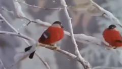 ✿ Замръзнали цветя! ... ... ✿